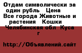 Отдам символически за один рубль › Цена ­ 1 - Все города Животные и растения » Кошки   . Челябинская обл.,Куса г.